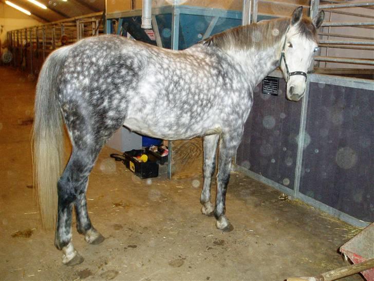 Anden særlig race Beauty - R.I.P. 30.7.2009 billede 2