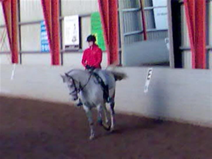 Anden særlig race Beauty - R.I.P. 30.7.2009 billede 5