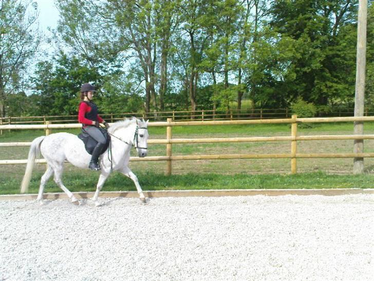 New Forest Amber - solgt :( - jeg elsker dig min - træning d. 3 juni 08 (:  billede 4