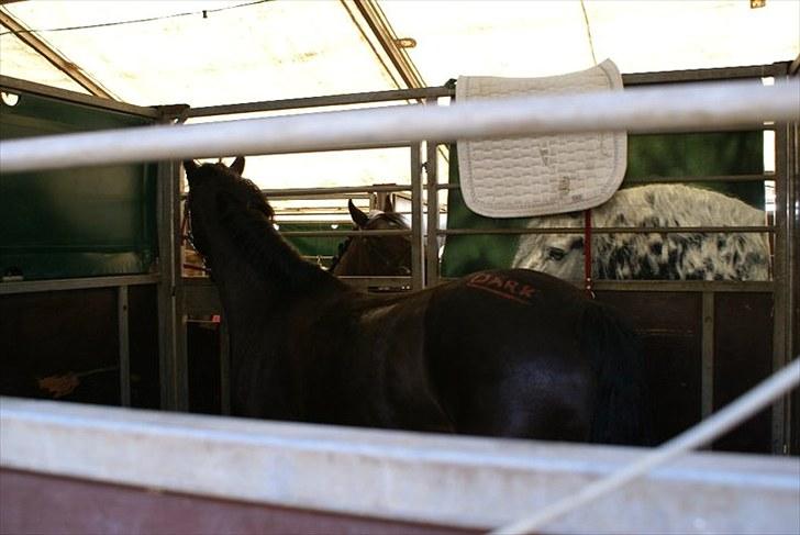 Welsh Cob (sec D) Lesto Marquis - i stævne boksen ved DM 2010 billede 7