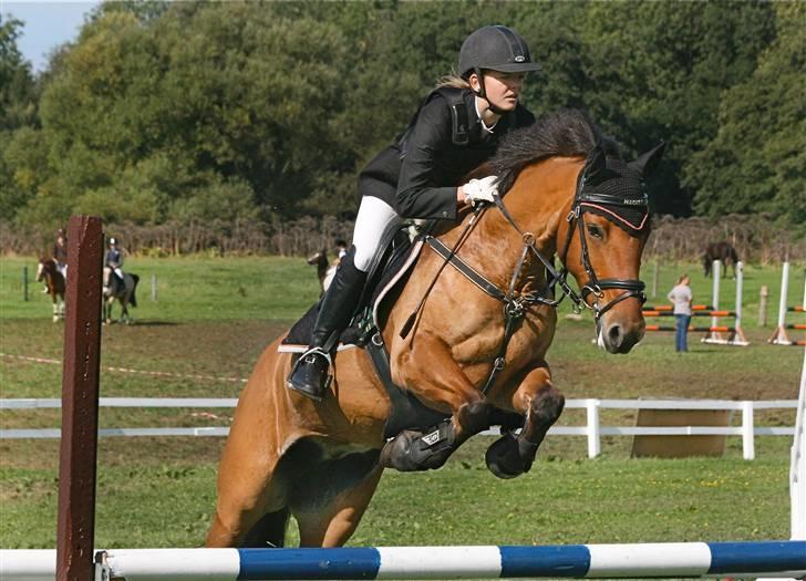 Hollandsk Sportspony Naomi - SOLGT - - Stævne Paarup - LA billede 1
