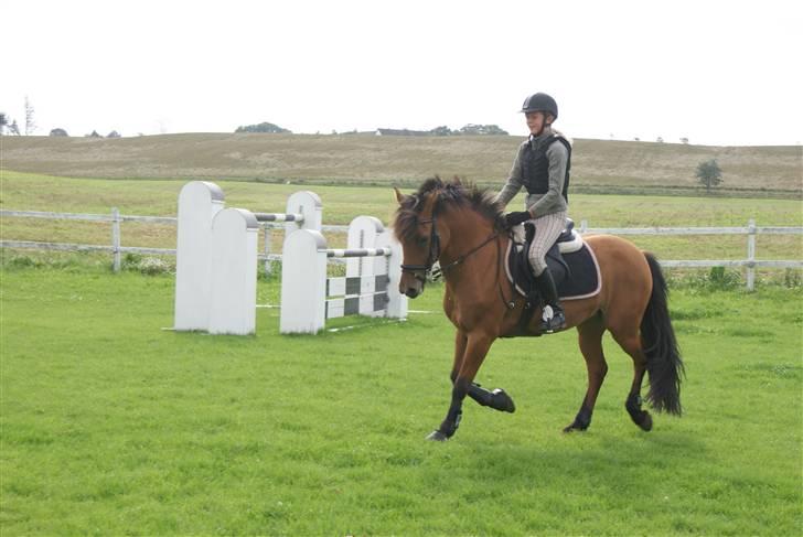 Hollandsk Sportspony Naomi - SOLGT - billede 2