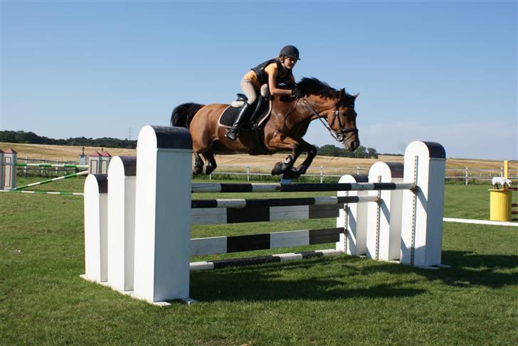 Hollandsk Sportspony Naomi - SOLGT - billede 4