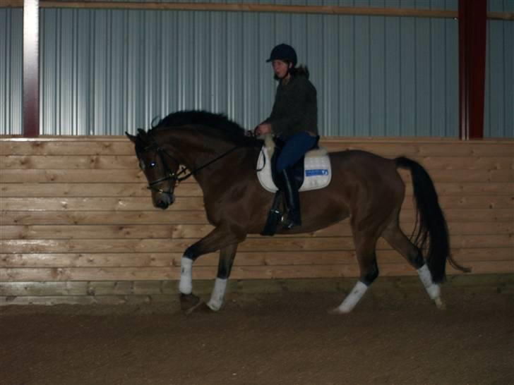 Dansk Varmblod Nørskovs Fairydust - DH billede 18