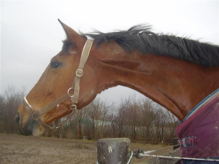 Dansk Varmblod Kara SOLGT - #19 Kara . billede 19