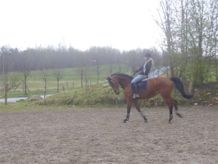 Dansk Varmblod Kara SOLGT - #20 Kara og jeg i galop - april 2008 billede 20