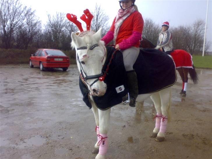 Anden særlig race Bonnie Best<3 | SOLGT - Jule optog i Guldager , den 2 December  (: {mester fotografen FIE ! :D} billede 8