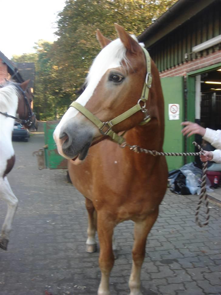 Tyroler Haflinger | Enggaardens Clarine  - Prinsessen på gårdspladsen <3 billede 1