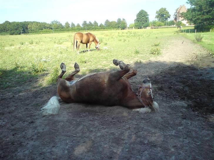 Tyroler Haflinger | Enggaardens Clarine  - Clarine tager sig lige en rulletur (: billede 2