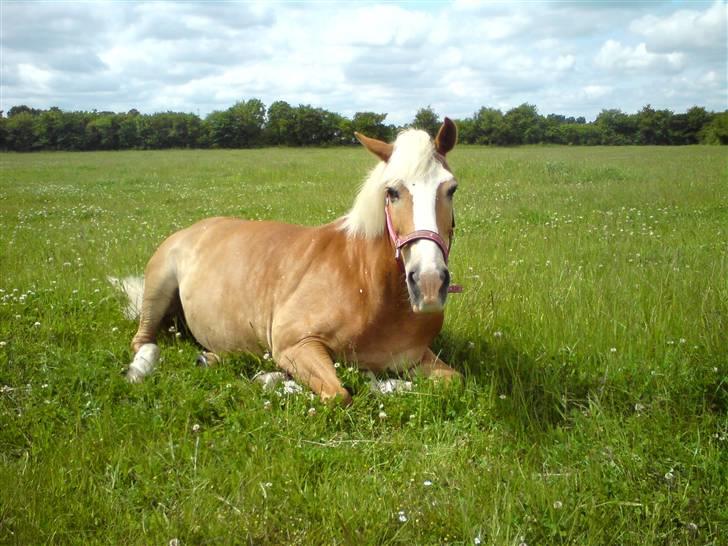 Tyroler Haflinger | Enggaardens Clarine  - Clarine tager en slapper (; billede 3