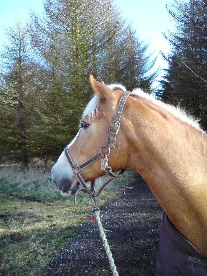 Tyroler Haflinger | Enggaardens Clarine  - Clarine på vej til folden (; billede 4