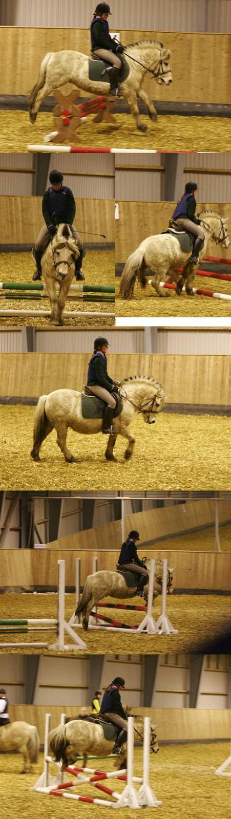 Fjordhest skipper - Skipper og Mig til undervisning :Dridelærer siger jeg ikke må gi´ efter og læne mig frem.. foto: perA... billede 14
