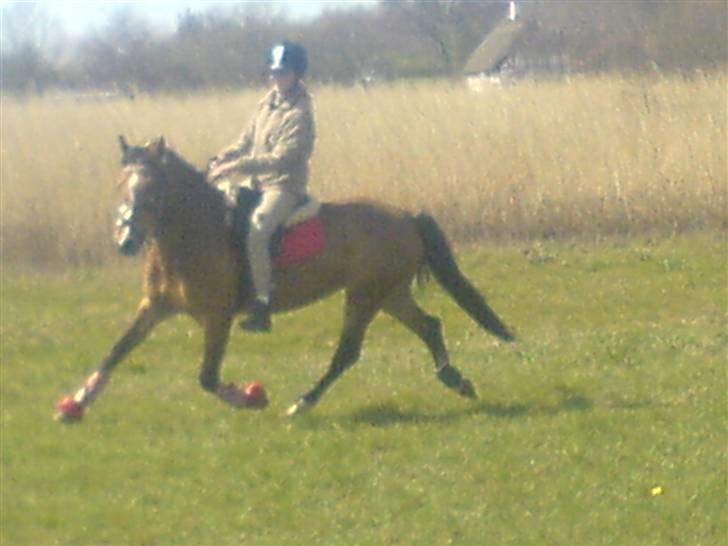 Anden særlig race Nielsen's Little Star  - En hyggelig tur derhjemme billede 18