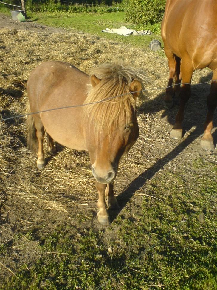 Shetlænder Mikkel billede 9
