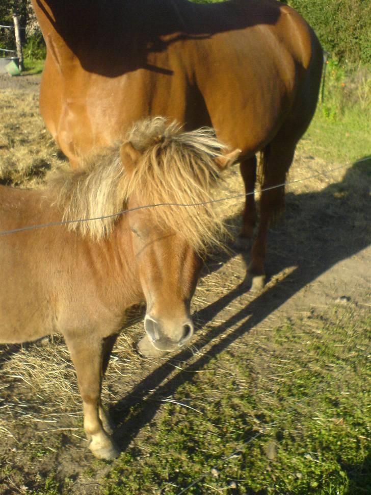 Shetlænder Mikkel billede 10