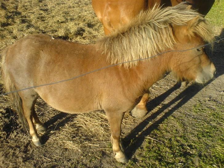 Shetlænder Mikkel billede 11