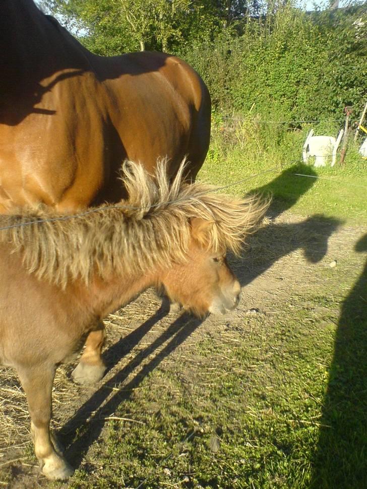 Shetlænder Mikkel billede 12