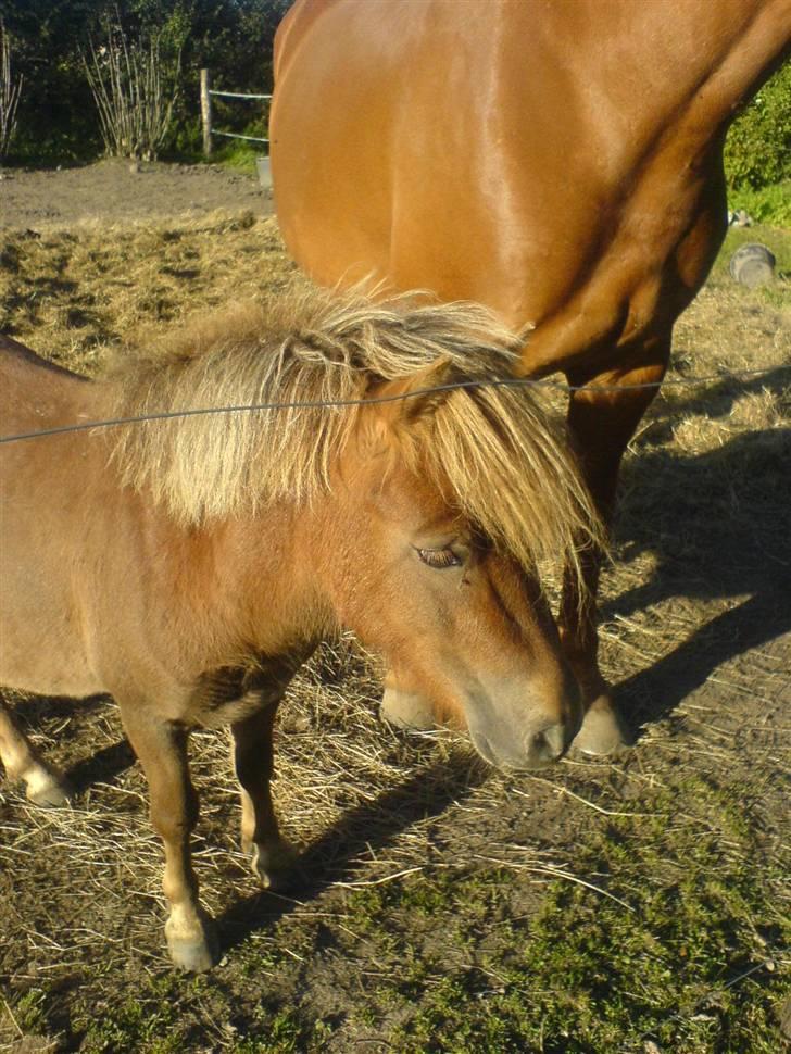 Shetlænder Mikkel billede 13