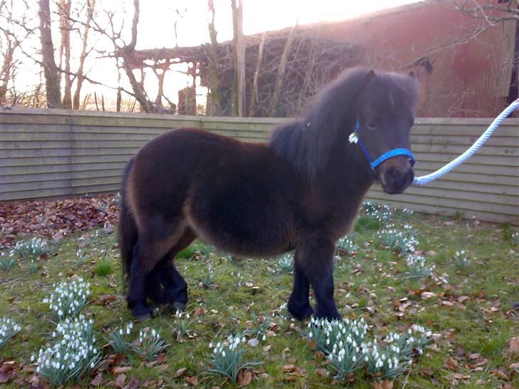 Shetlænder MAX -  D. 11/3-09  Et lille forårs billede. :o) billede 3