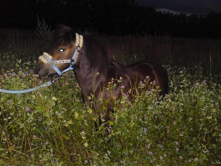 Shetlænder MAX - En gå tur med hunden og Max. Han var lige en tur ude i kløveret, mums. :o) billede 4