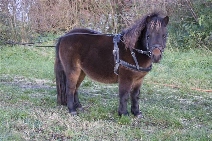 Shetlænder MAX - Se mit nye seletøj, det klær mig helt vildt godt. ;o) billede 6