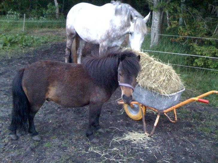 Shetlænder MAX - Jah, vi kunne altså ikke vente til ballen kom af trillebøren. ;o) billede 7