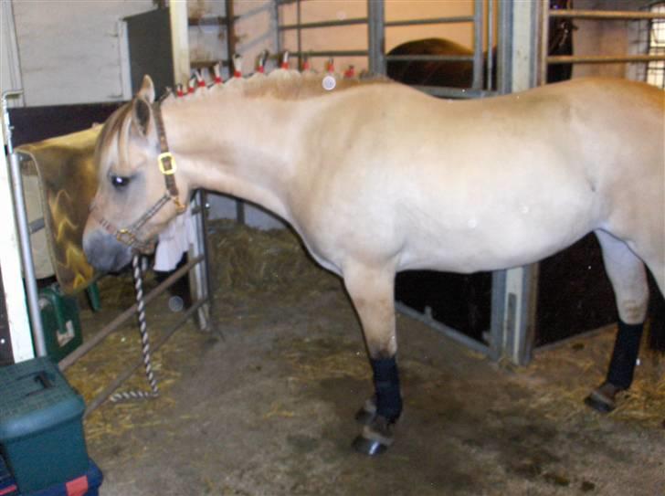 Fjordhest Juma RIP d.8/3-11 billede 17