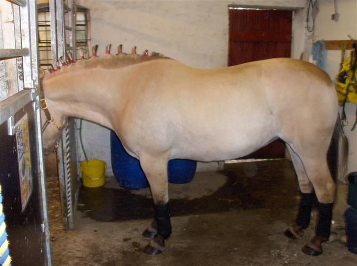 Fjordhest Juma RIP d.8/3-11 billede 18