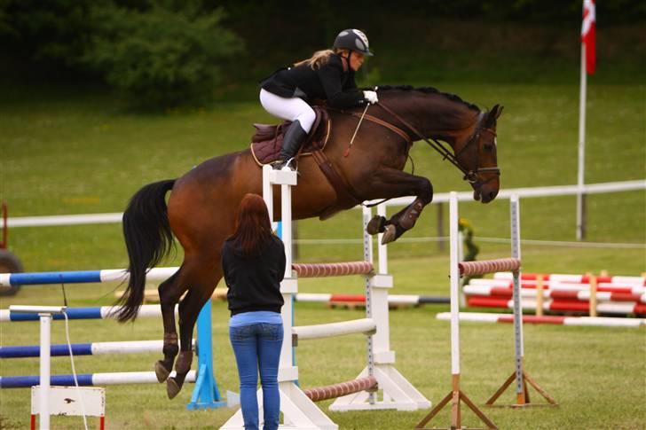 Dansk Varmblod Toftgaards Liberty - Morsø 2009 billede 9