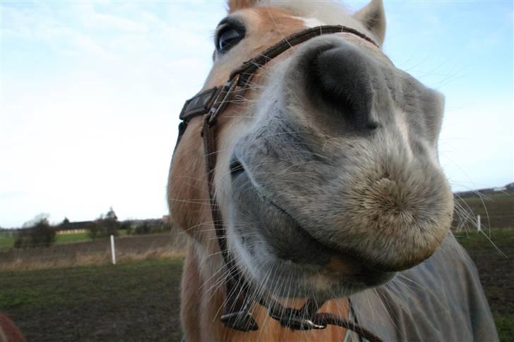 Haflinger Guldborggaard's Nero billede 14