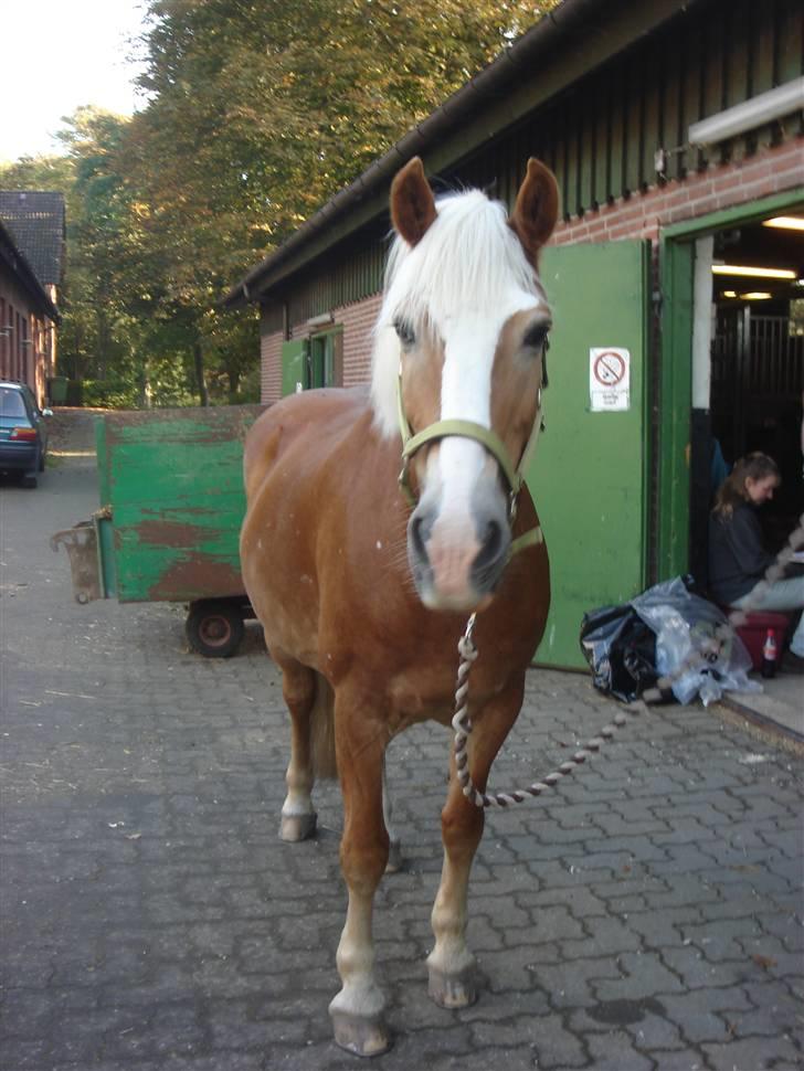 Tyroler Haflinger | Enggaardens Clarine  - på gårdspladsen (; billede 6