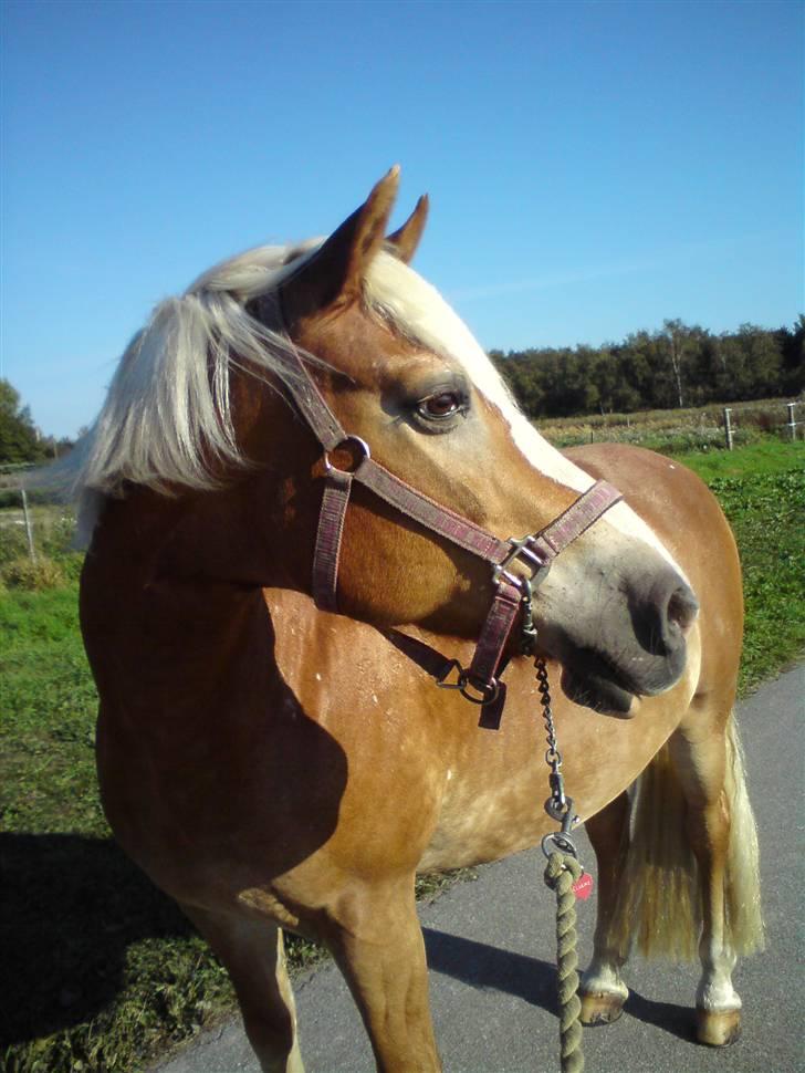 Tyroler Haflinger | Enggaardens Clarine  - smukke (: billede 8