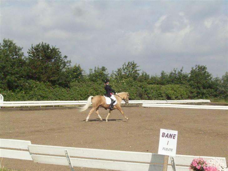 Palomino Bardegård's Monty(R.I.P) - Han kan ihvertfald strække sine ben ikke lige det bedste billede. billede 11