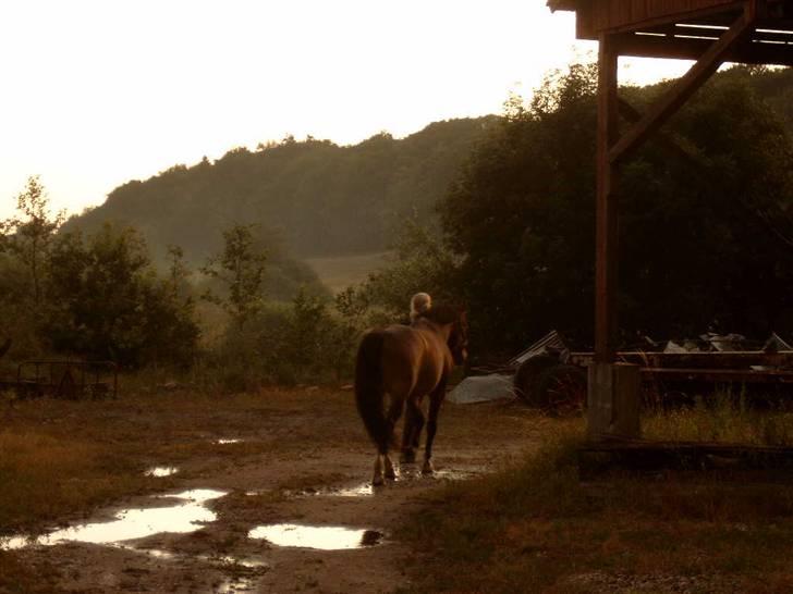 Anden særlig race Cosmo - Yndlings sommerbillede fra sommergræs billede 3