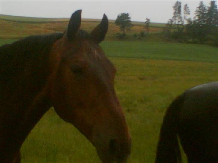 Anden særlig race Cosmo - "Aad! Regnvejr" billede 11