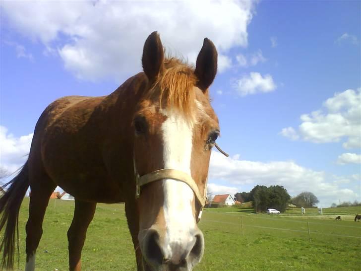 Anden særlig race Alanya - Lany på fold en dejlig sommer dag :D 2008 Foto: mig billede 10