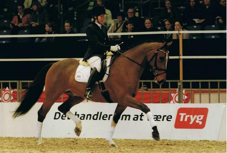 Dansk Varmblod Chrevi´s complido - Chrevi´s Complido til Unghestechampionat 2006 billede 1