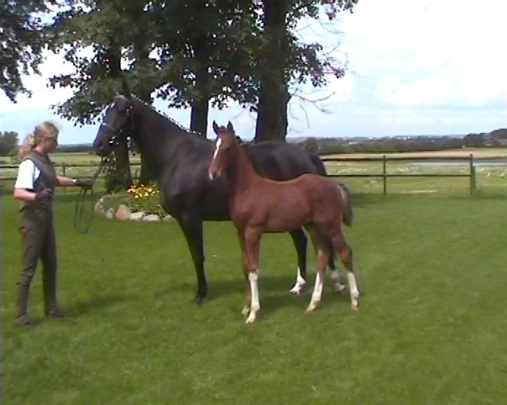 Dansk Varmblod Chrevi´s complido billede 3