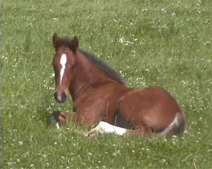 Dansk Varmblod Chrevi´s complido - Veltilfreds billede 4