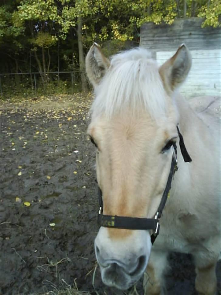 Fjordhest Gucci  † R.I.P † 16/10 08 - elskerdig billede 19