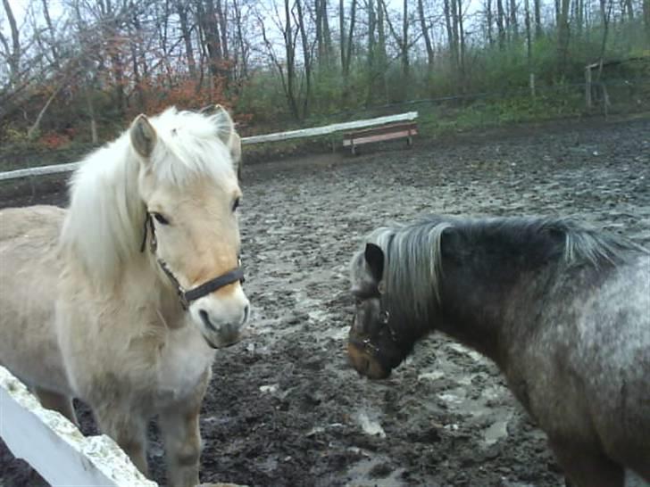 Fjordhest Gucci  † R.I.P † 16/10 08 - gucci & olsen billede 20