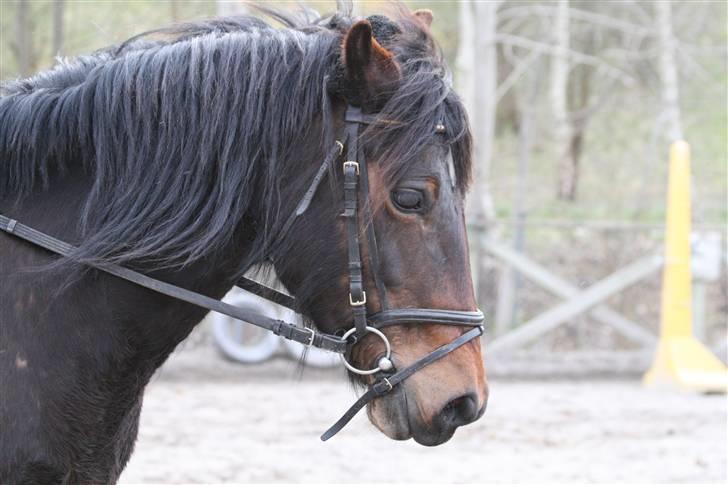 Welsh Cob (sec D) Berta  - Velkommen til Bertas profil . Berta er en bygger hest så hun ejes af Ellekilde :)   Hux foto :) billede 1