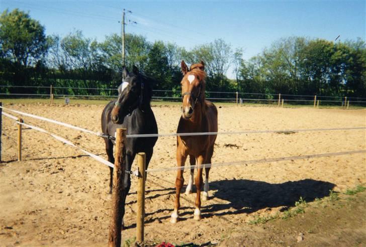 Oldenborg Salina - Salina og hendes veninde Monique. Salina 2 år billede 15