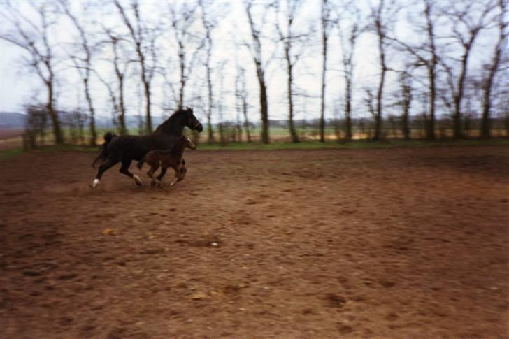 Oldenborg Salina - Salina og mor Susanna. 2 mdr. gammel billede 16