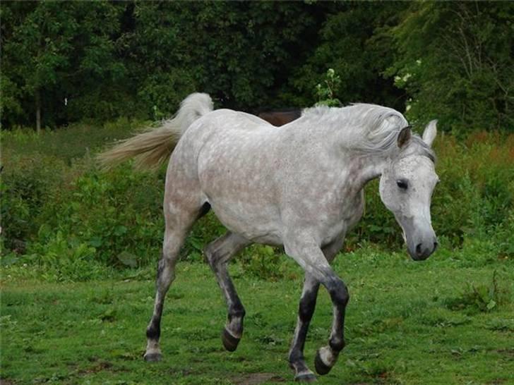 Arabisk fuldblod (OX) Cezanne OX  Solgt - Billede fra Cezannes nye ejer. billede 14