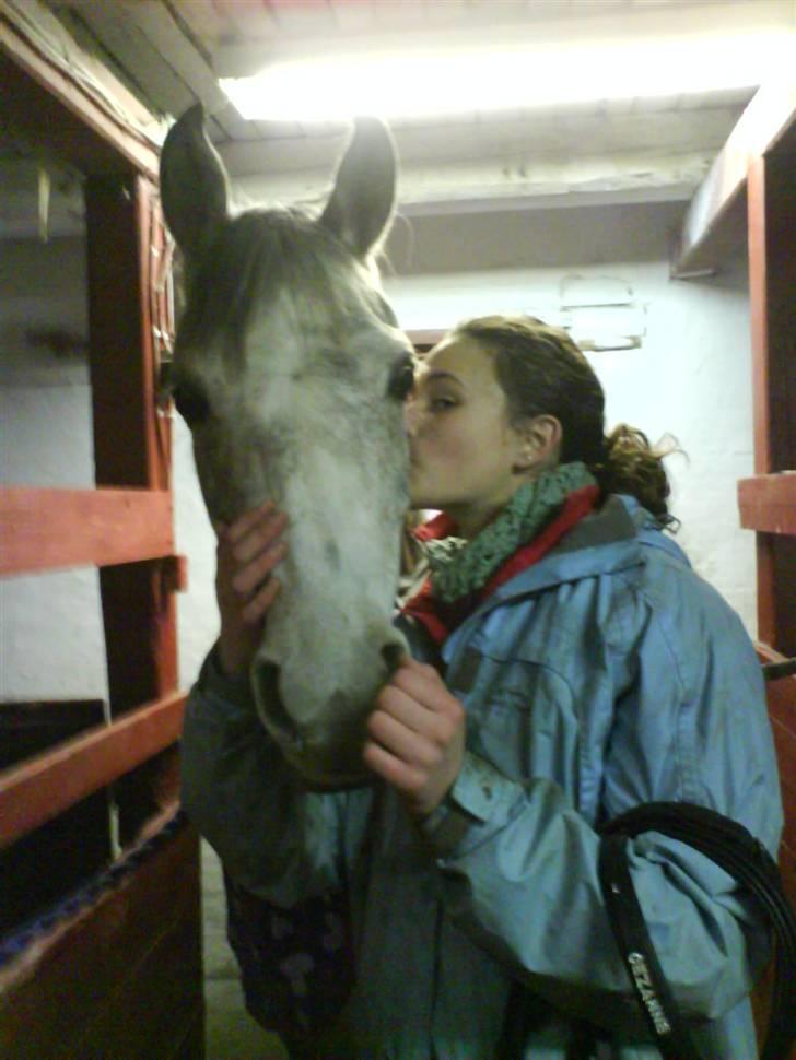 Arabisk fuldblod (OX) Cezanne OX  Solgt - Love you:* billede 15