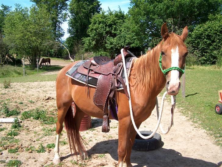Anden særlig race : Viktoria | ~ Mit Et & Alt ~ - Dengang jeg tilred hende..  2004 billede 11