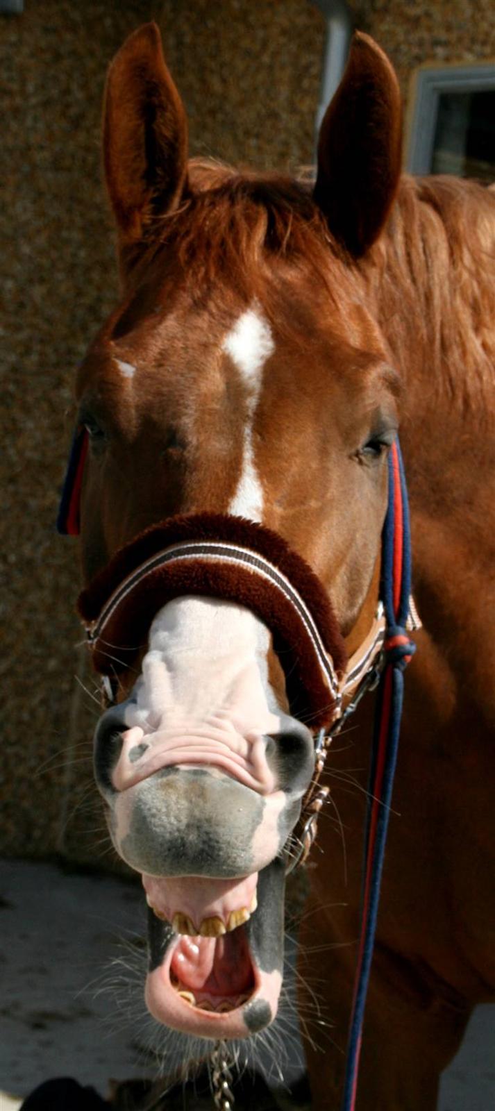 Hollandsk Varmblod Max R.I.P - Skøre hest :-* billede 16