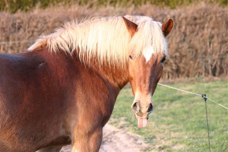 Haflinger Manito tidl hest - jeg må gerne for mor! billede 1
