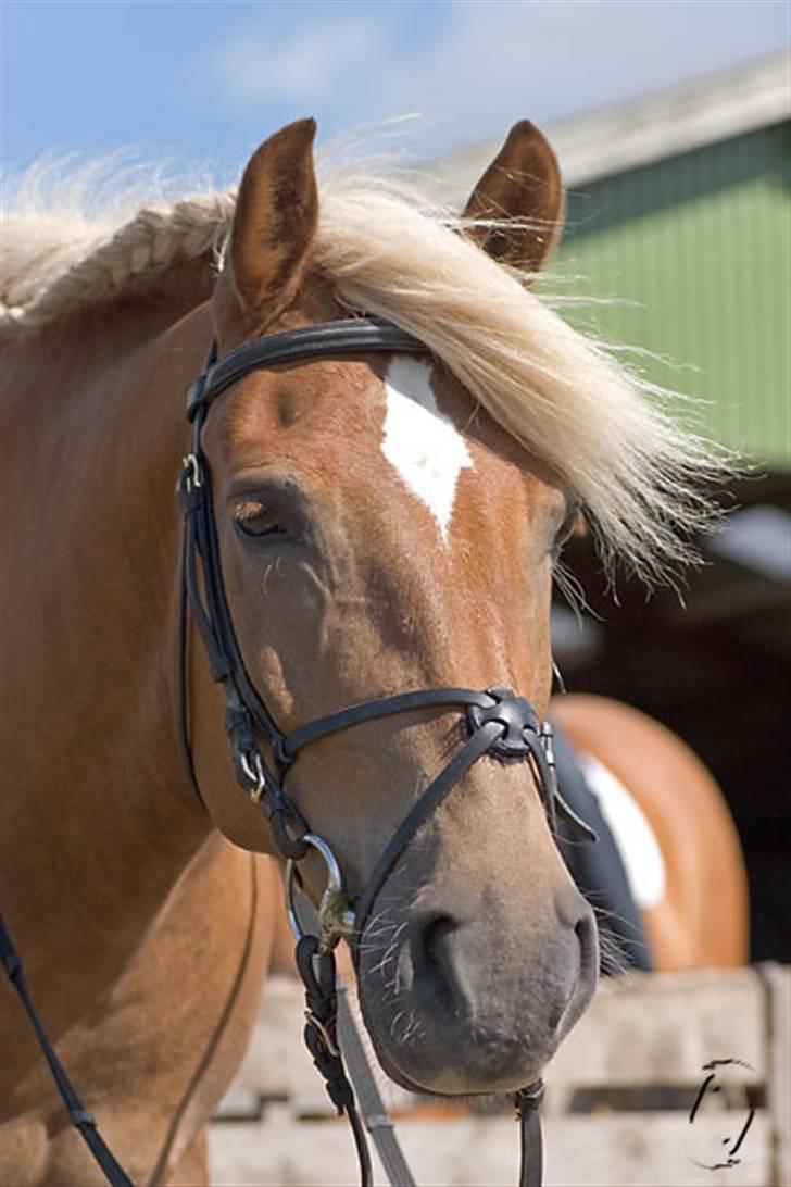 Haflinger Manito tidl hest - manito til vores hestetræf ved vores mini "stævne" billede 2
